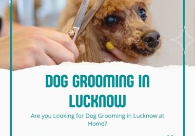 Dog Grooming in Lucknow